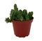 Lifesaver Cactus Plant - Huernia zebrina - Exotic Flower - 4" Pot